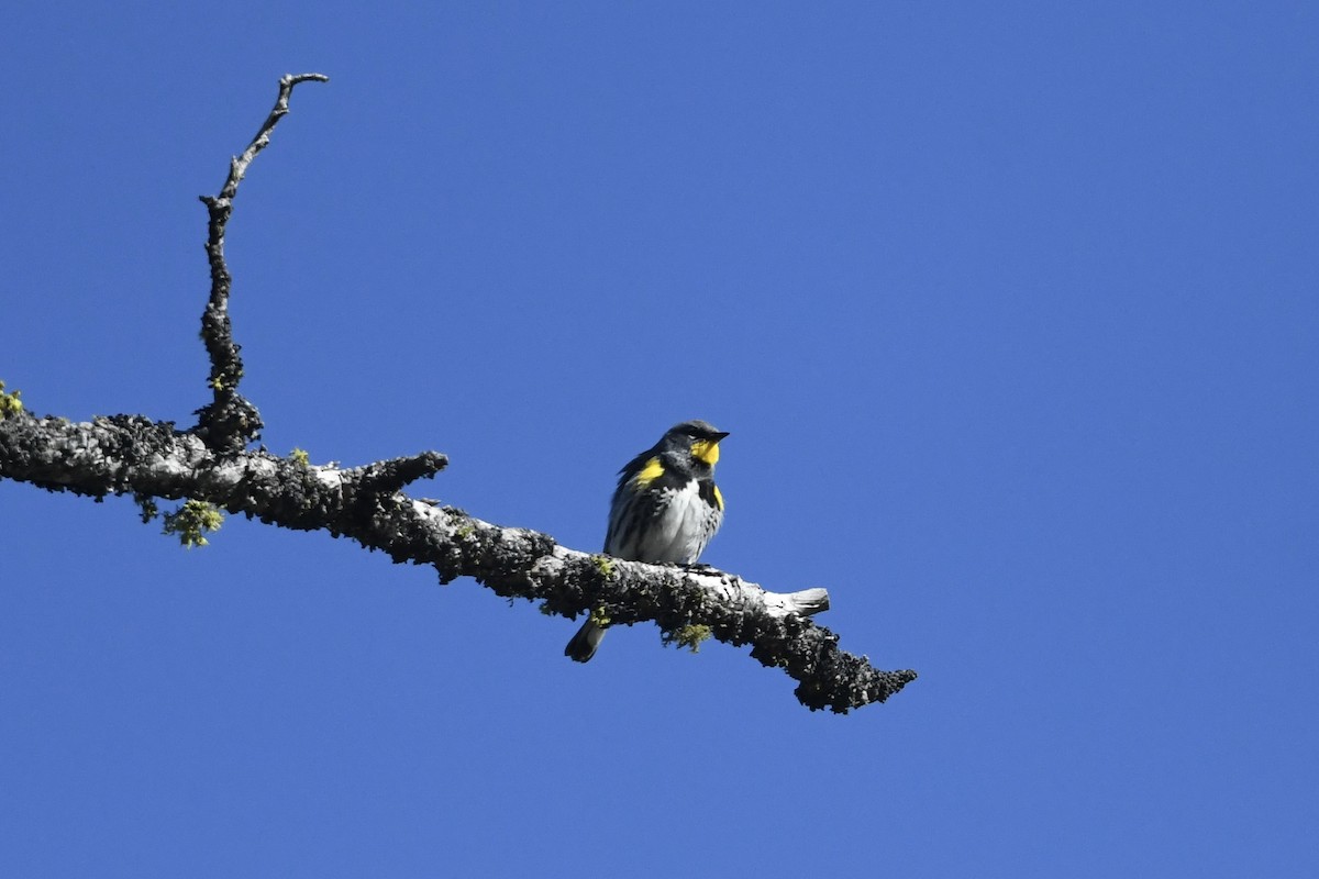 Yellow-rumped Warbler (Audubon's) - ML621121328