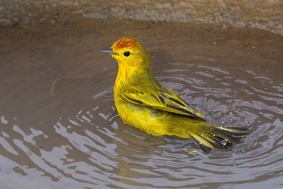 Yellow Warbler (Galapagos) - ML621121335