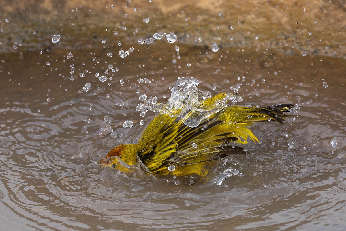 Yellow Warbler (Galapagos) - ML621121336