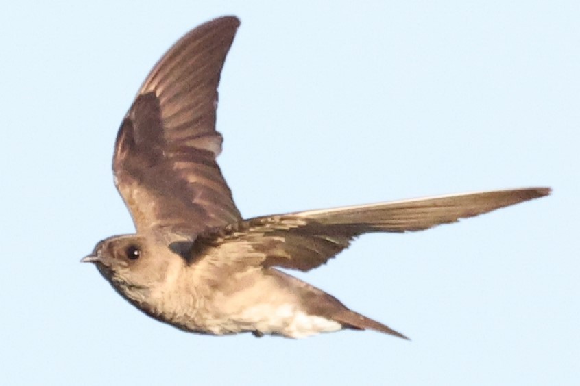 Northern Rough-winged Swallow - ML621121348