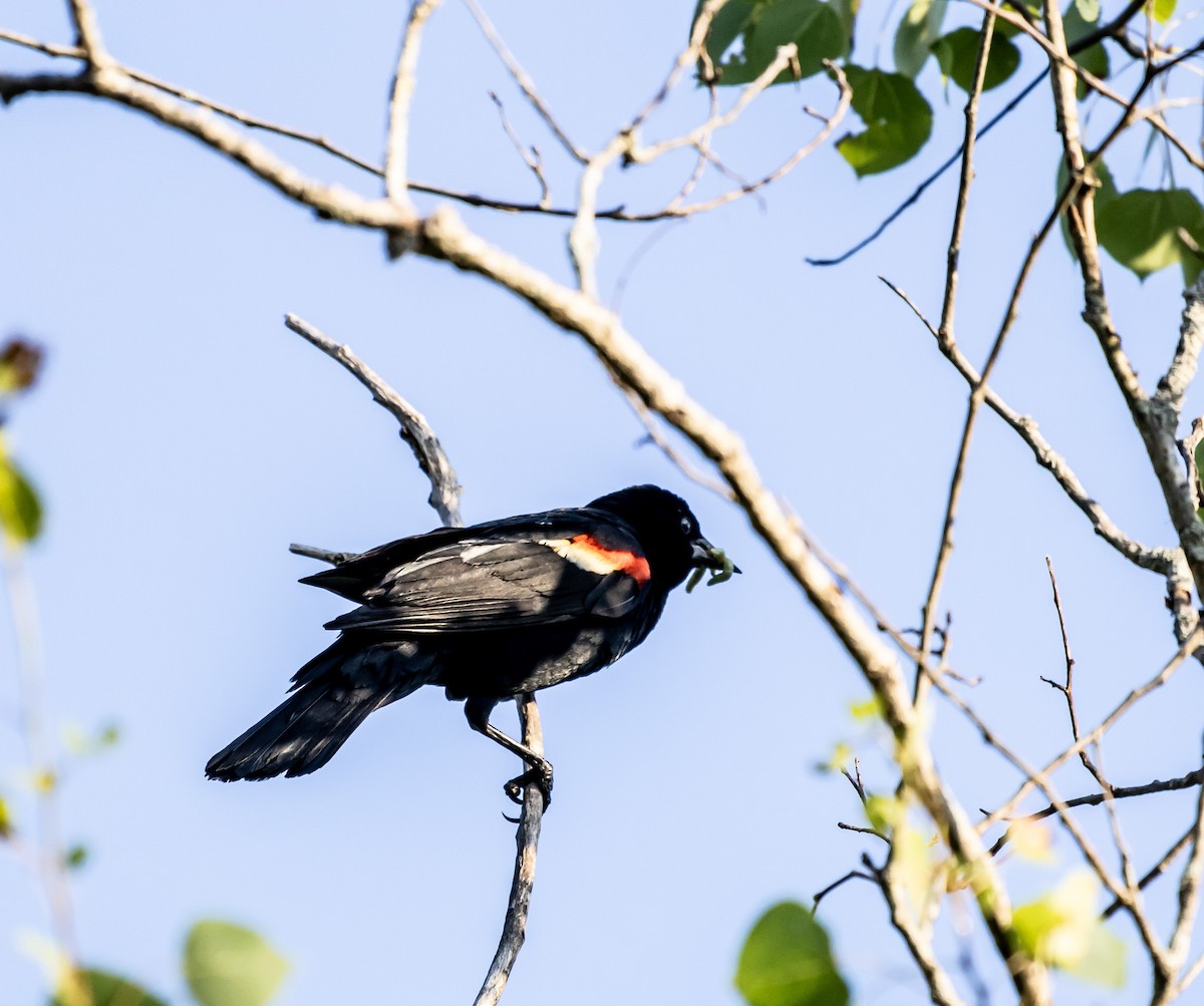 Red-winged Blackbird - ML621121364