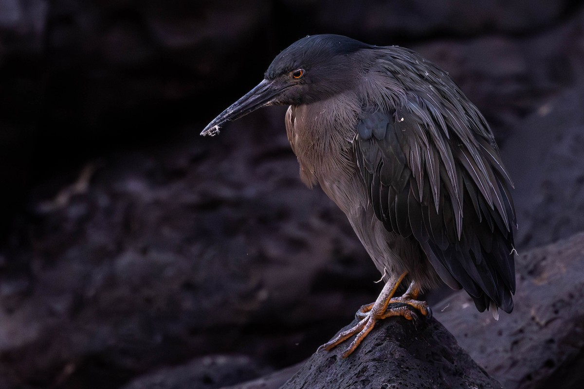 Striated Heron (Galapagos) - ML621121372
