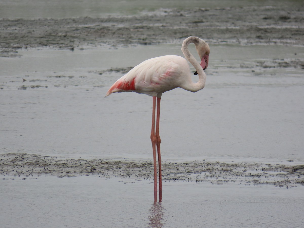 Greater Flamingo - ML621121391