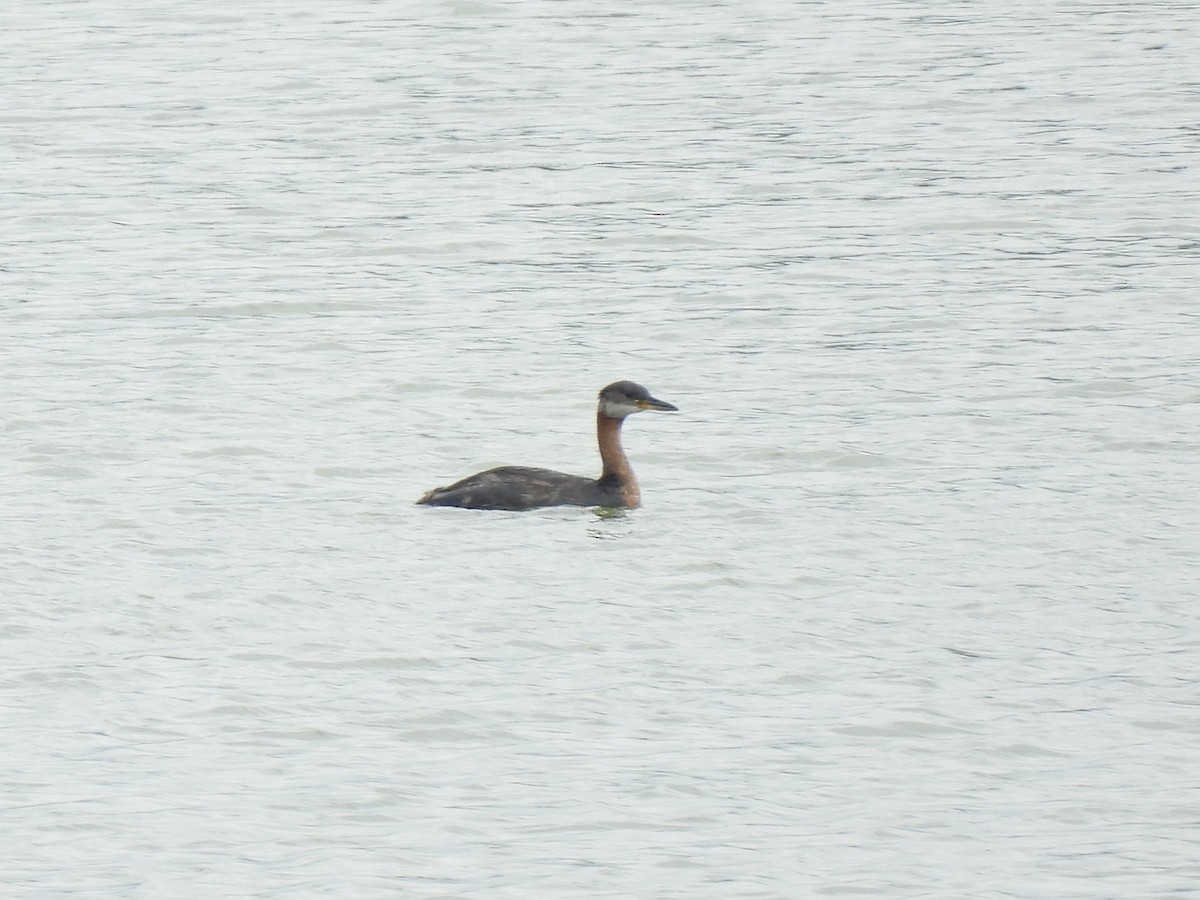 Red-necked Grebe - ML621121400