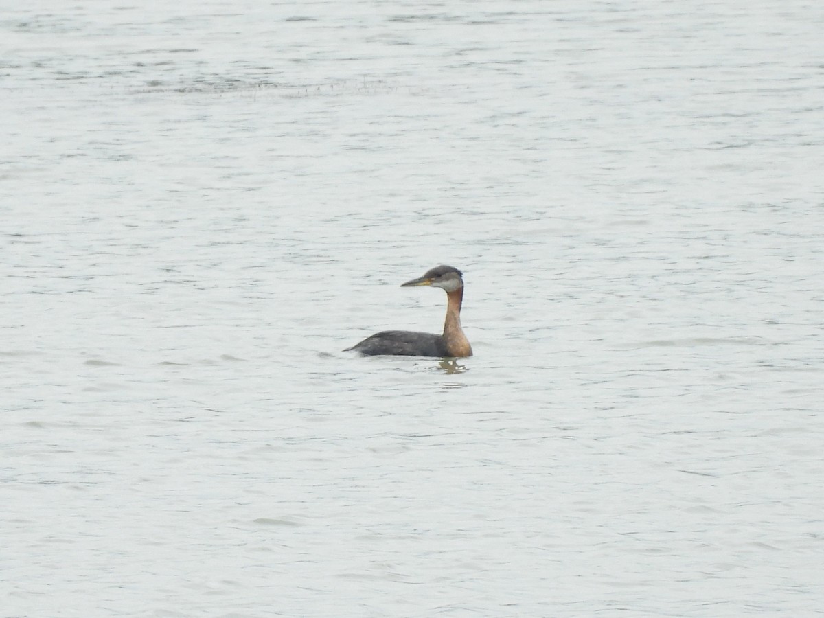 Red-necked Grebe - ML621121401
