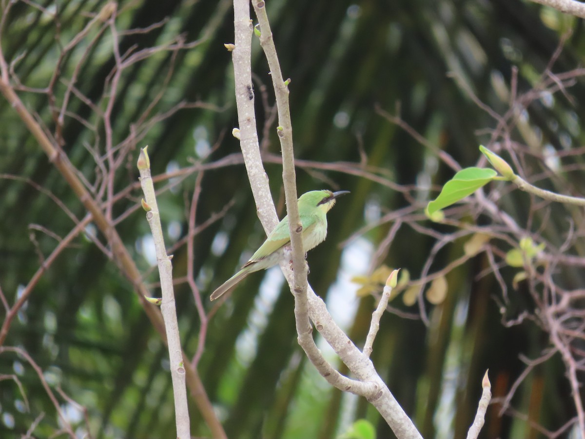 Asian Green Bee-eater - ML621121410