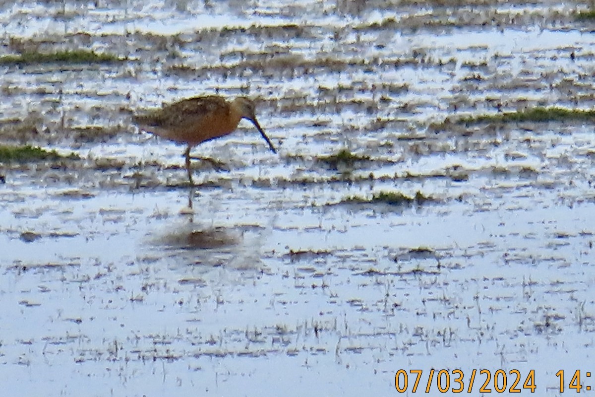 Long-billed Dowitcher - ML621121424