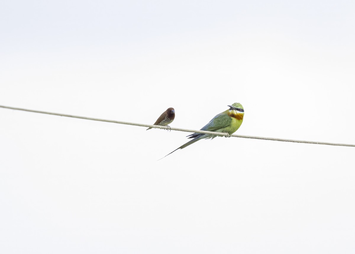Blue-tailed Bee-eater - ML621121426