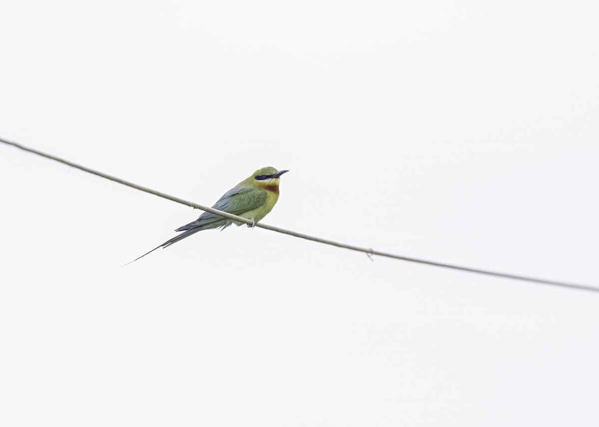 Blue-tailed Bee-eater - ML621121427