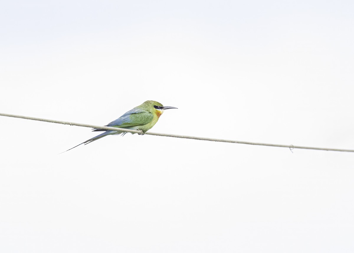 Blue-tailed Bee-eater - ML621121428