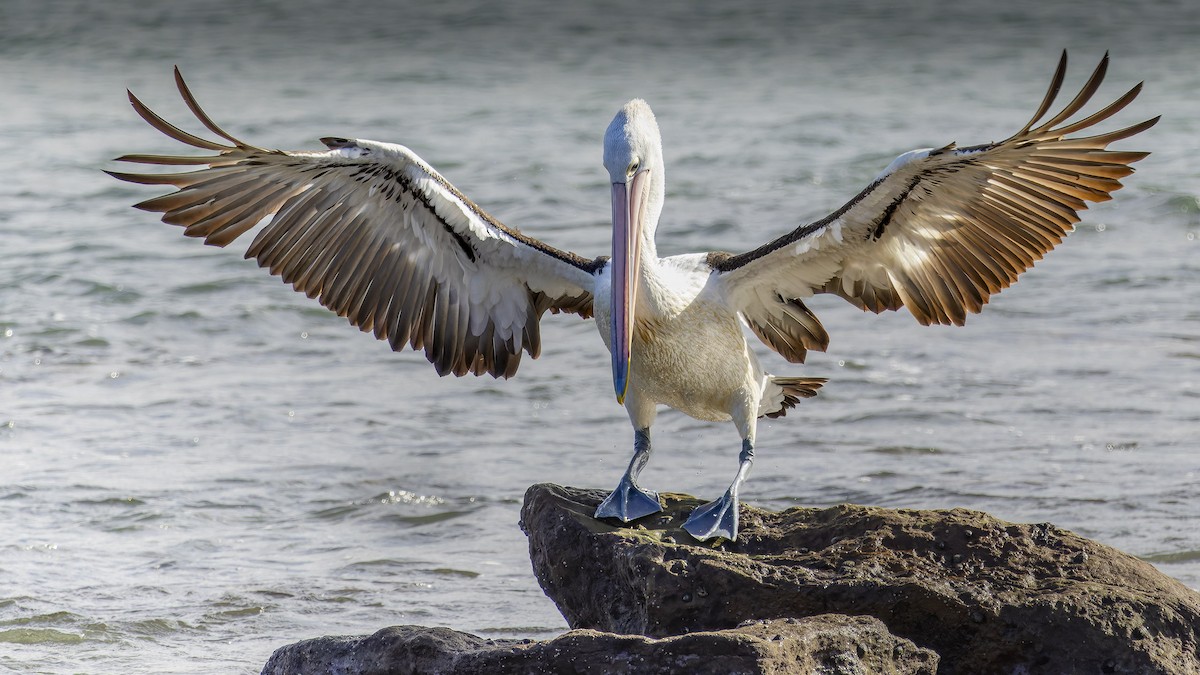 pelikán australský - ML621121429