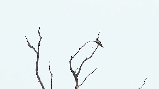 Ruddy Shelduck - ML621121430