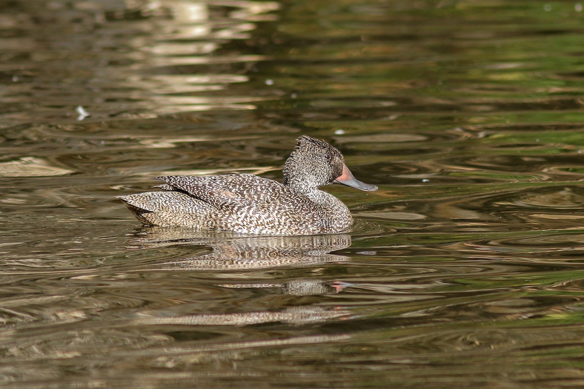 Freckled Duck - ML621121431