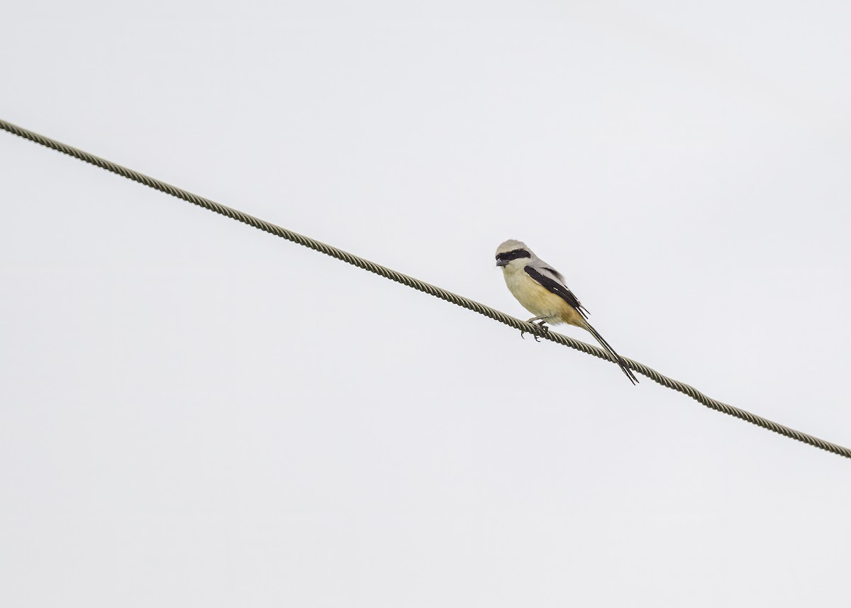 Long-tailed Shrike - ML621121444