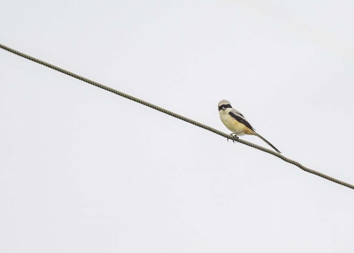 Long-tailed Shrike - ML621121445