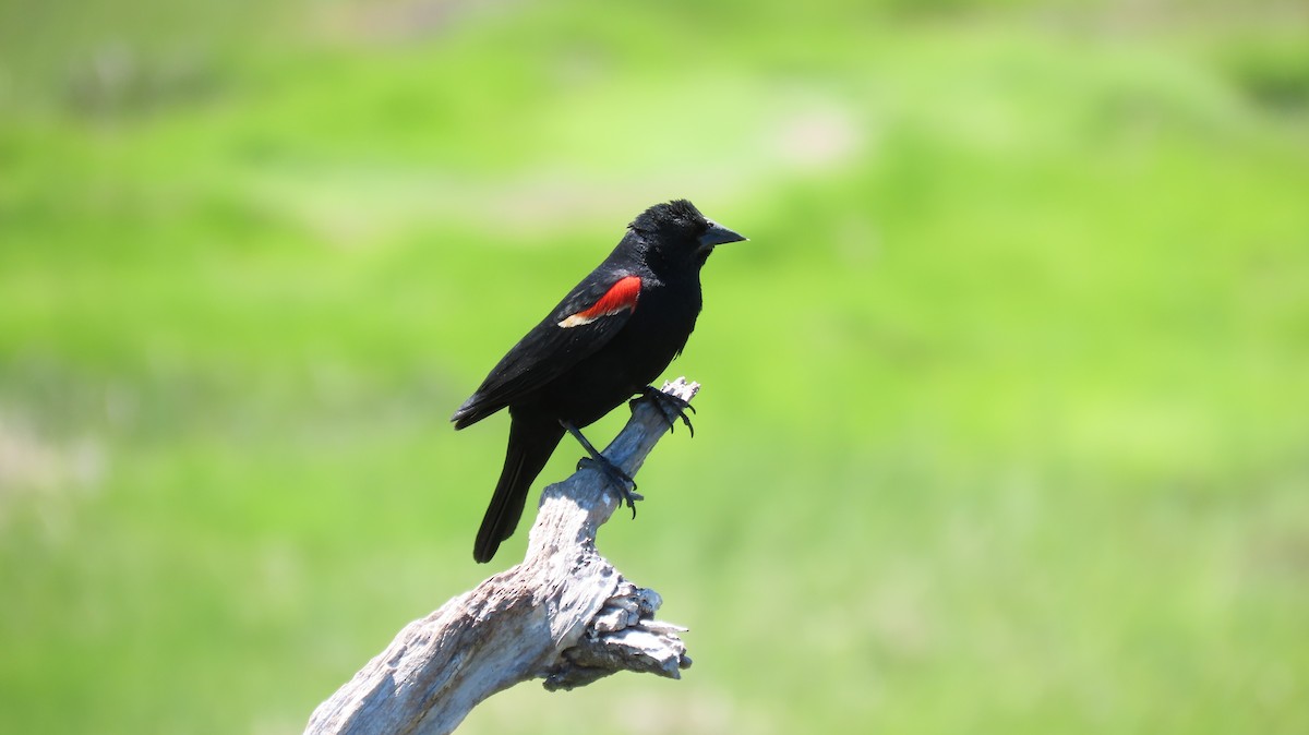 Red-winged Blackbird - ML621121461