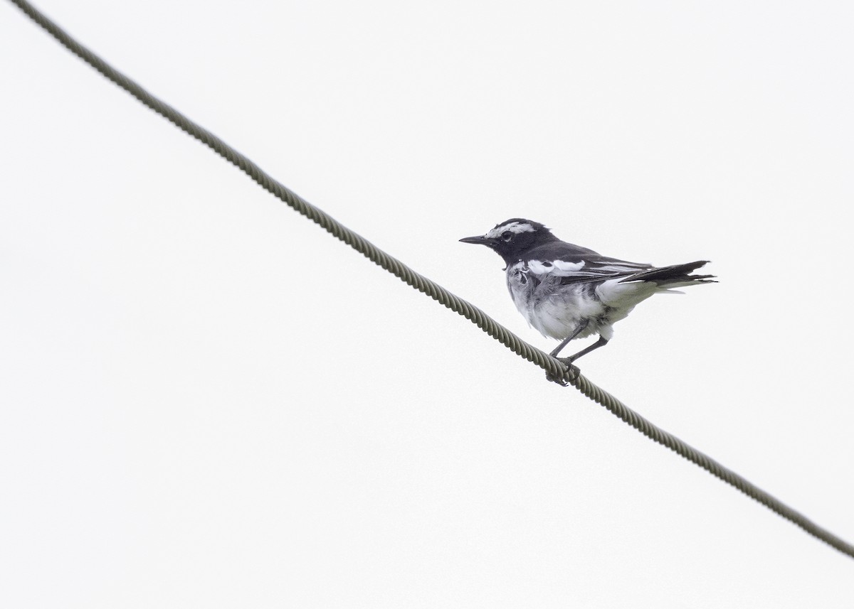 White-browed Wagtail - ML621121513