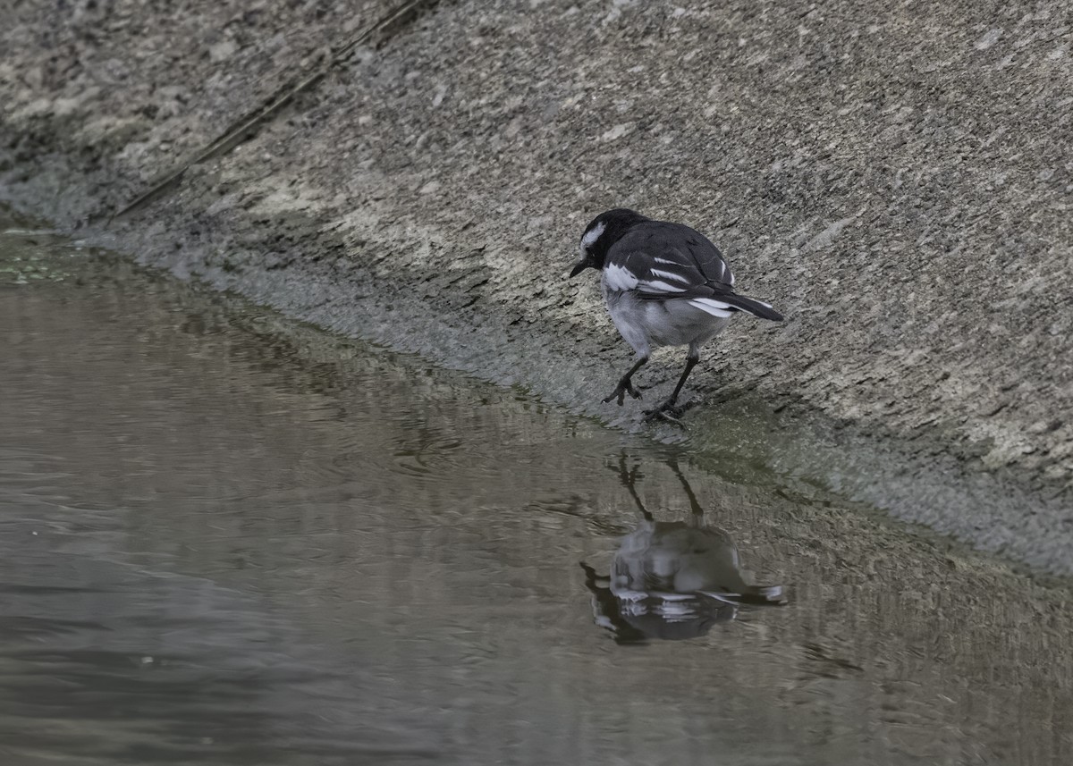 White-browed Wagtail - ML621121514