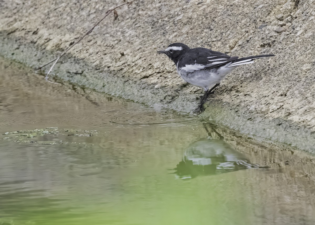 White-browed Wagtail - ML621121515