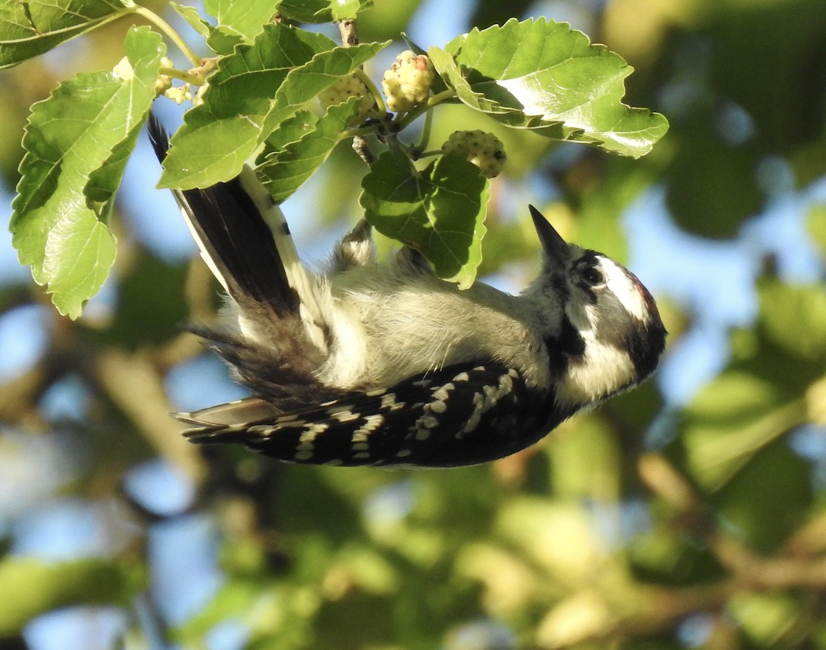 Downy Woodpecker - ML621121517