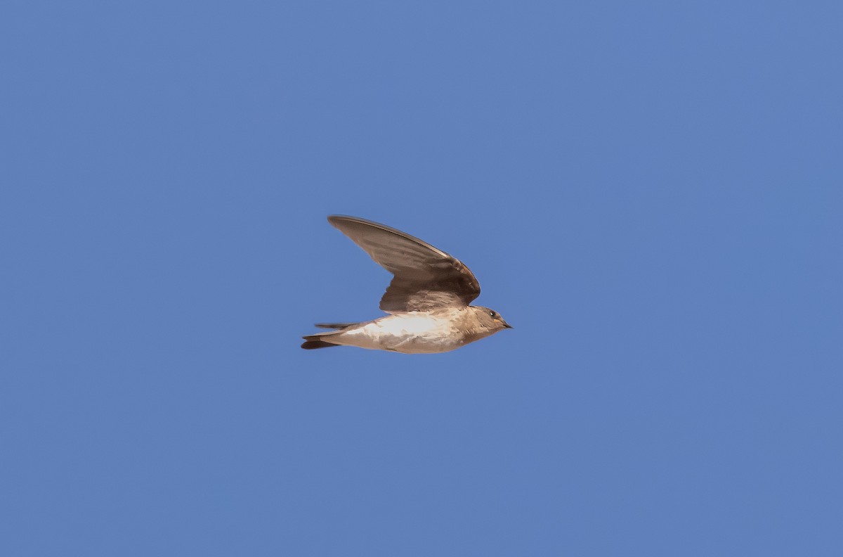 Northern Rough-winged Swallow - ML621121558