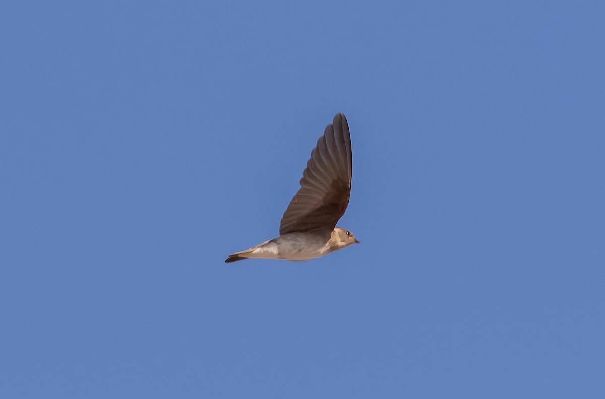 Northern Rough-winged Swallow - ML621121562