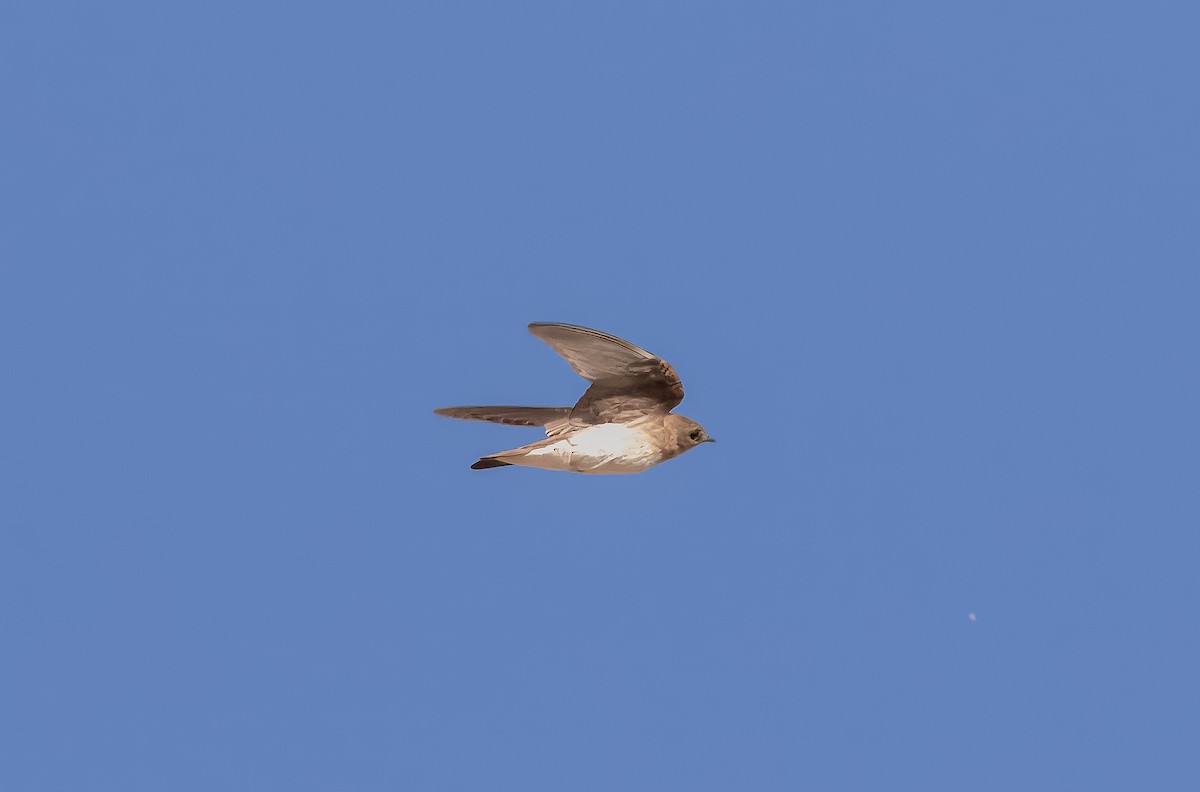 Northern Rough-winged Swallow - ML621121563
