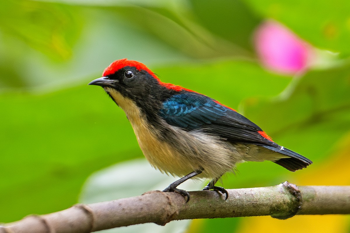 Scarlet-backed Flowerpecker - ML621121587