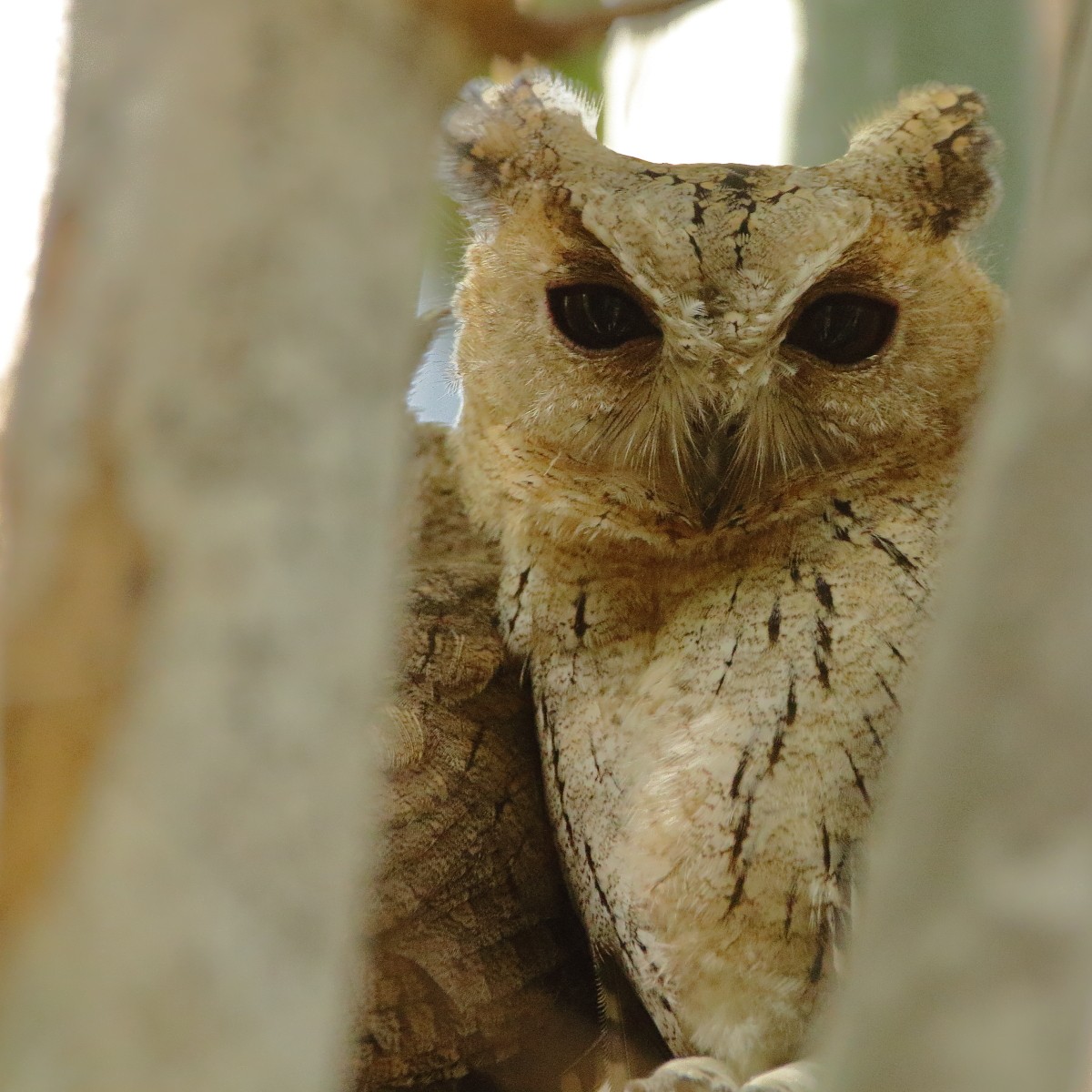 Indian Scops-Owl - ML621121598