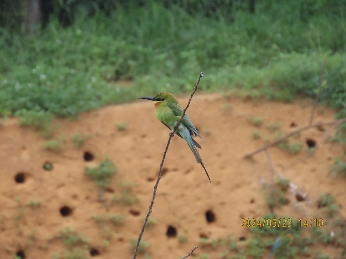 Blue-tailed Bee-eater - ML621121618