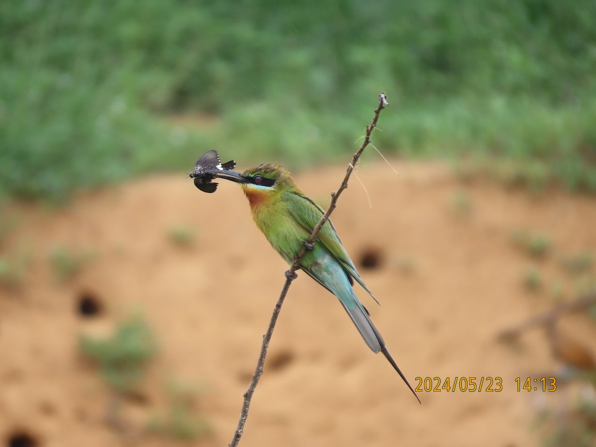 Blue-tailed Bee-eater - ML621121629