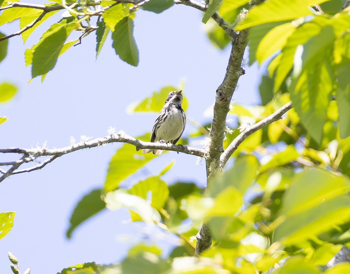 Black-throated Gray Warbler - ML621121631