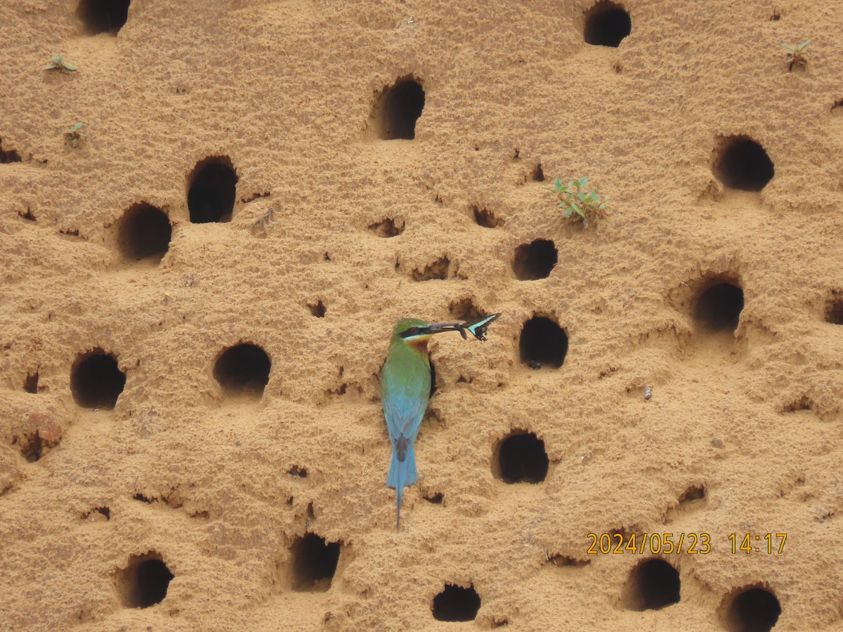 Blue-tailed Bee-eater - ML621121635