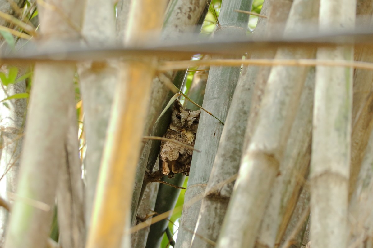 Indian Scops-Owl - ML621121639