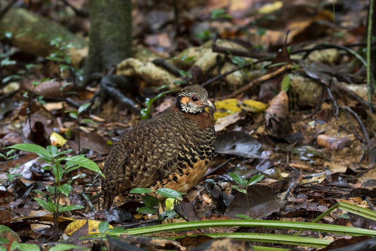 Chestnut-necklaced Partridge - ML621121645