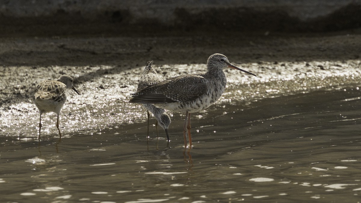 Spotted Redshank - ML621121652