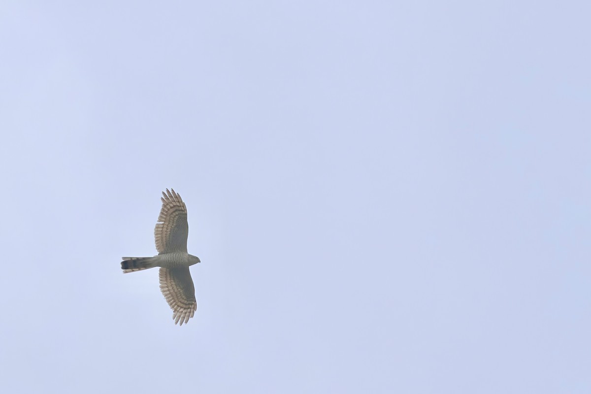 Eurasian Sparrowhawk - ML621121678