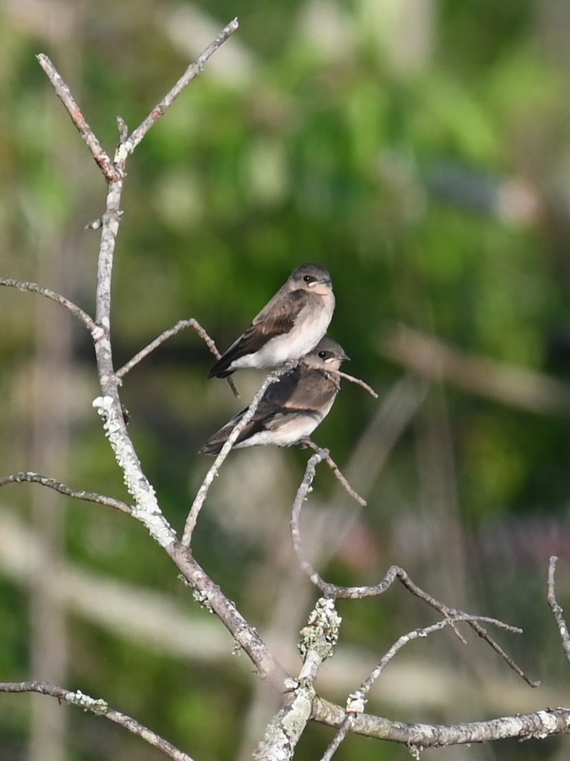 Northern Rough-winged Swallow - ML621121706