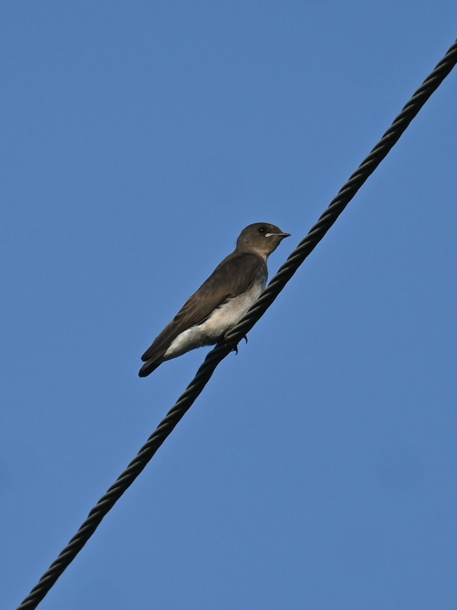 Northern Rough-winged Swallow - ML621121707
