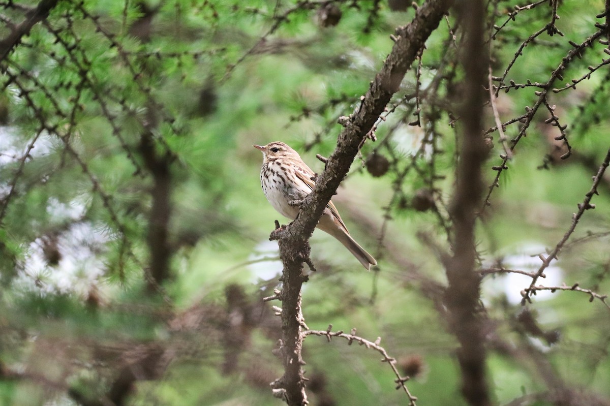 Olive-backed Pipit - ML621121718