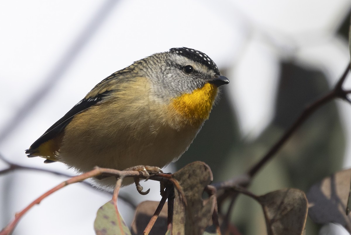 Pardalote Moteado - ML621121721