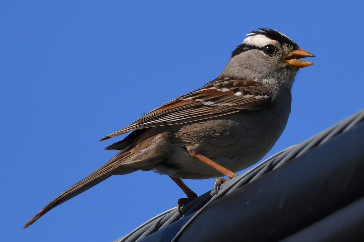White-crowned Sparrow - ML621121732