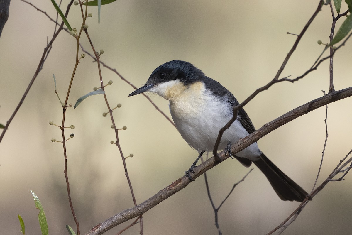 Restless Flycatcher - ML621121743