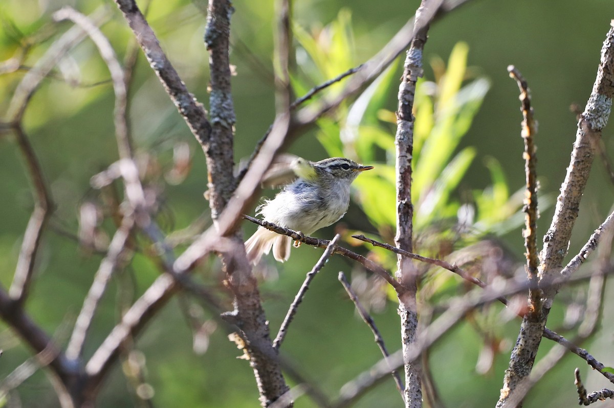Hume's Warbler - ML621121754