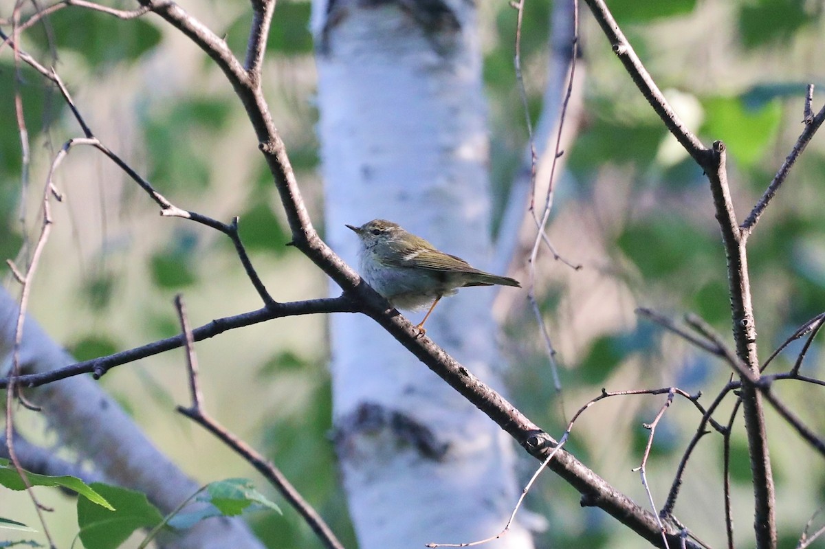 Hume's Warbler - ML621121755