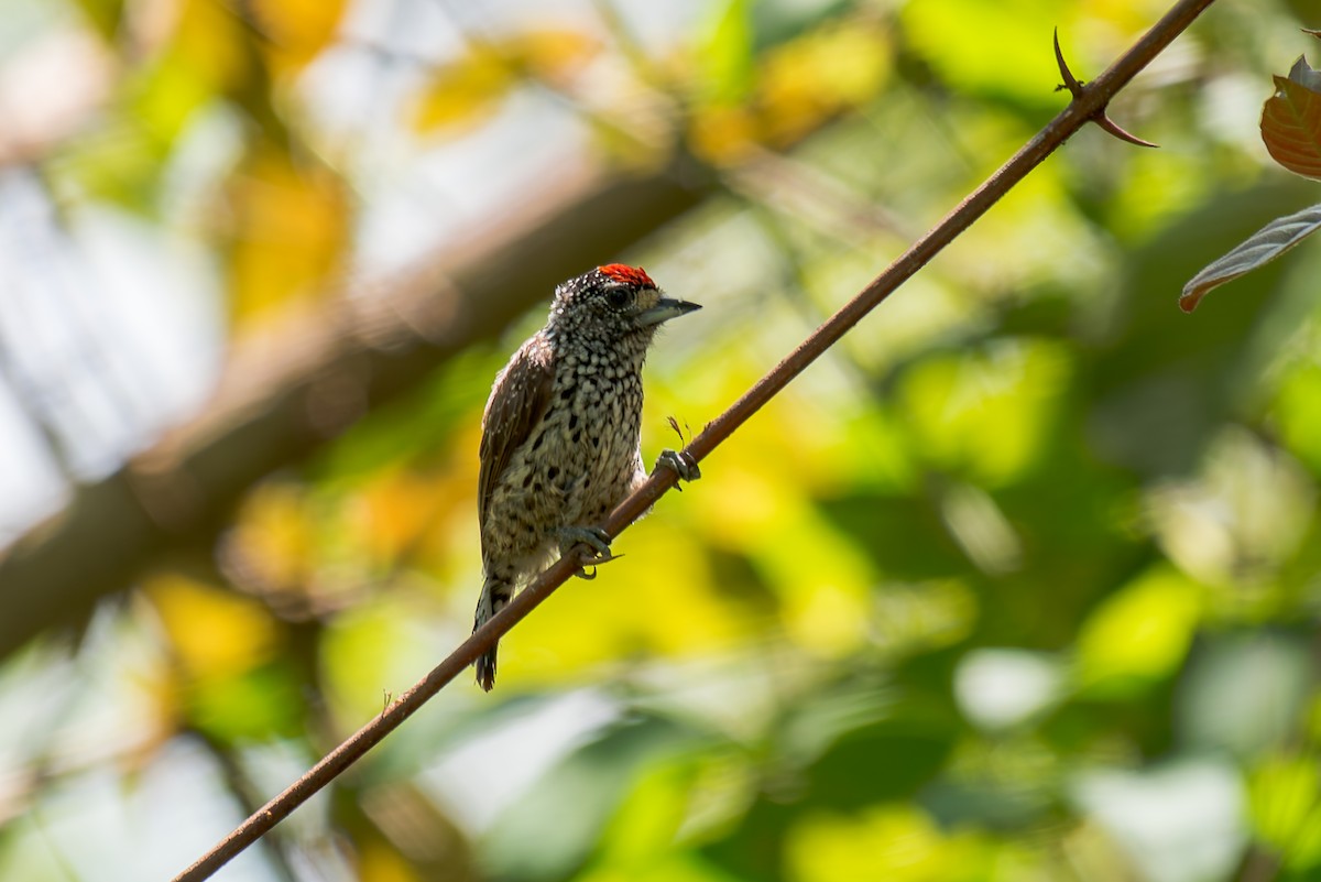 White-wedged Piculet - ML621121762