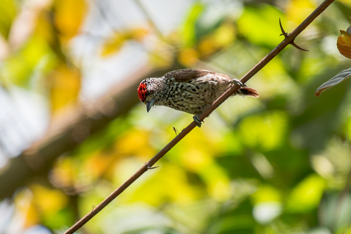 White-wedged Piculet - ML621121763
