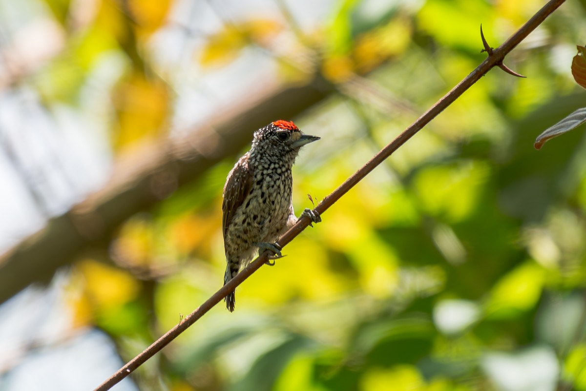White-wedged Piculet - ML621121764
