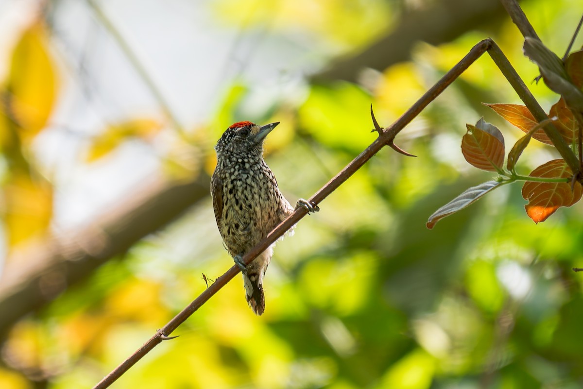 White-wedged Piculet - ML621121765