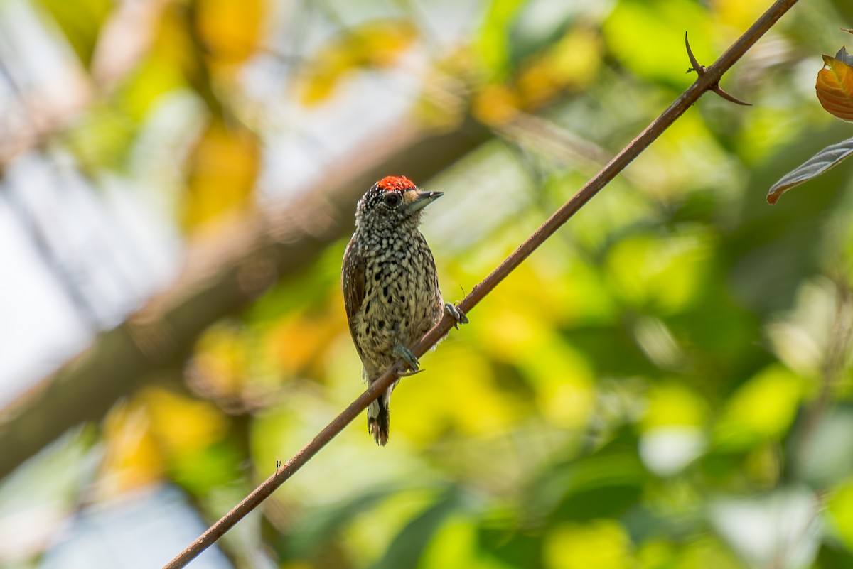 White-wedged Piculet - ML621121766